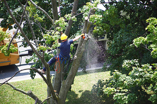 How Our Tree Care Process Works  in  Johnson City, KS